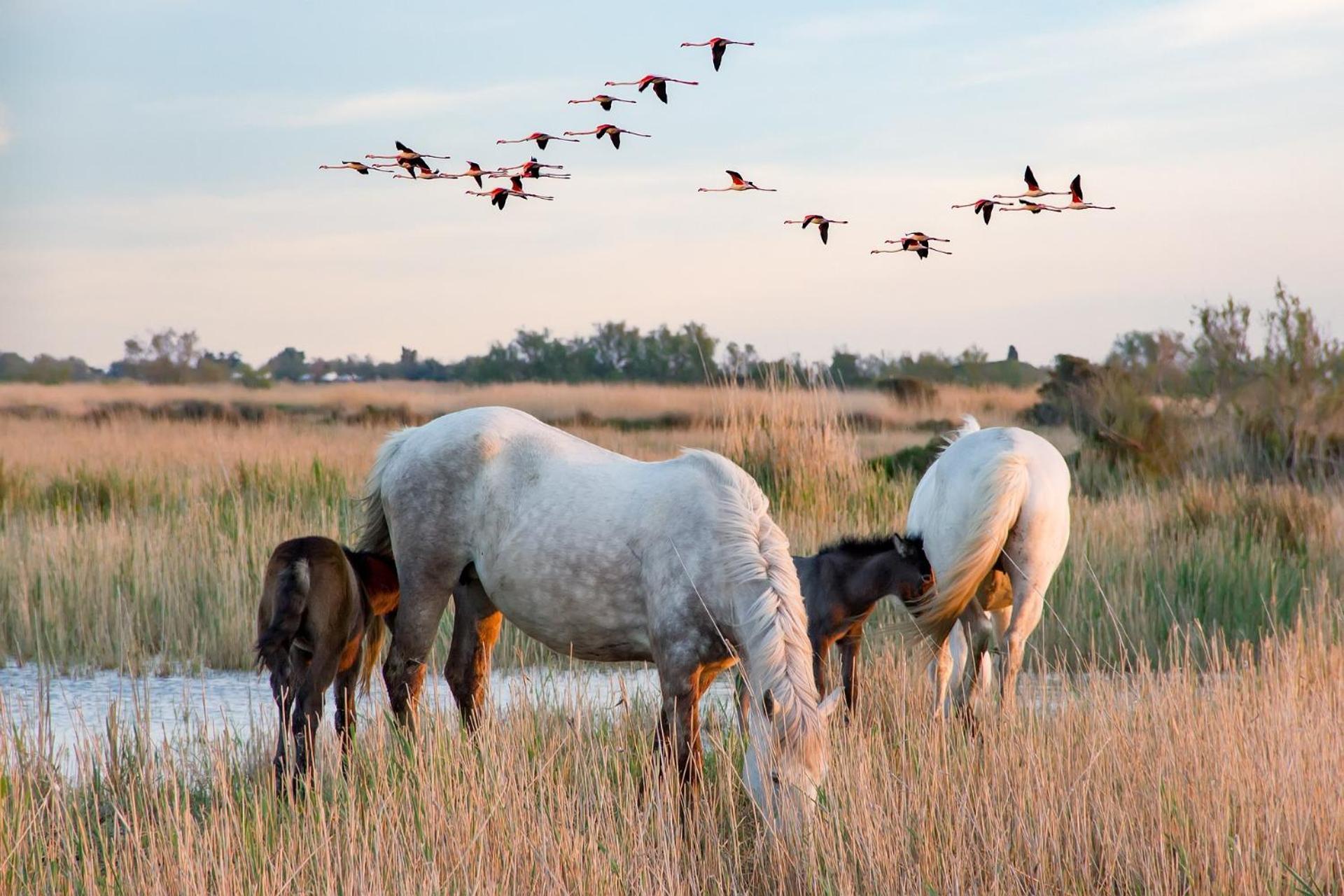 Candillargues Villa L'Eden De Camargue- Spa Et Nature מראה חיצוני תמונה